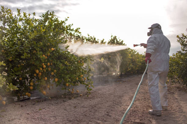 Best Wasp Removal Services  in Vandenberg Af, CA