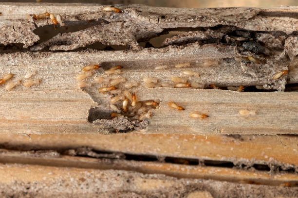 Best Pest Removal Services  in Vandenberg Af, CA